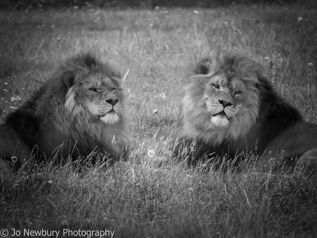 Jo Newbury Photography fineart lions in black and white
